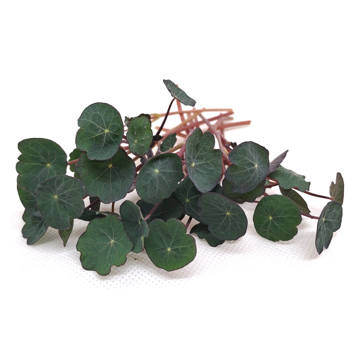 Organic nasturtium empress microgreens