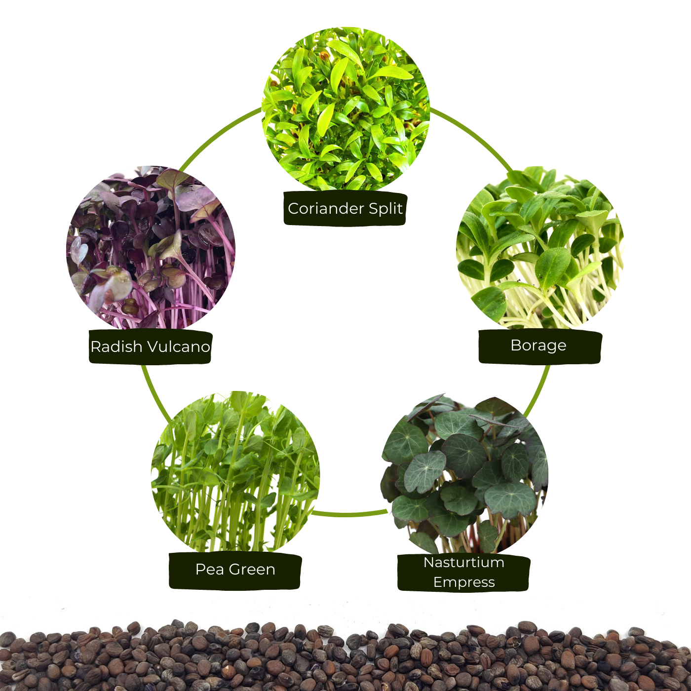 Organic seeds for microgreens