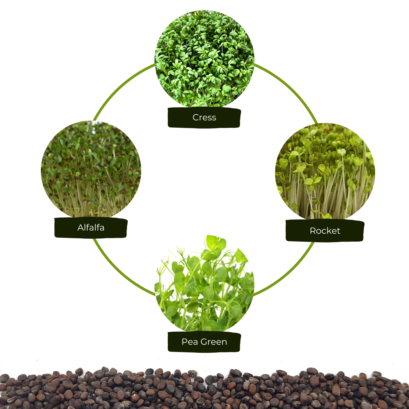 Organic seeds for microgreens