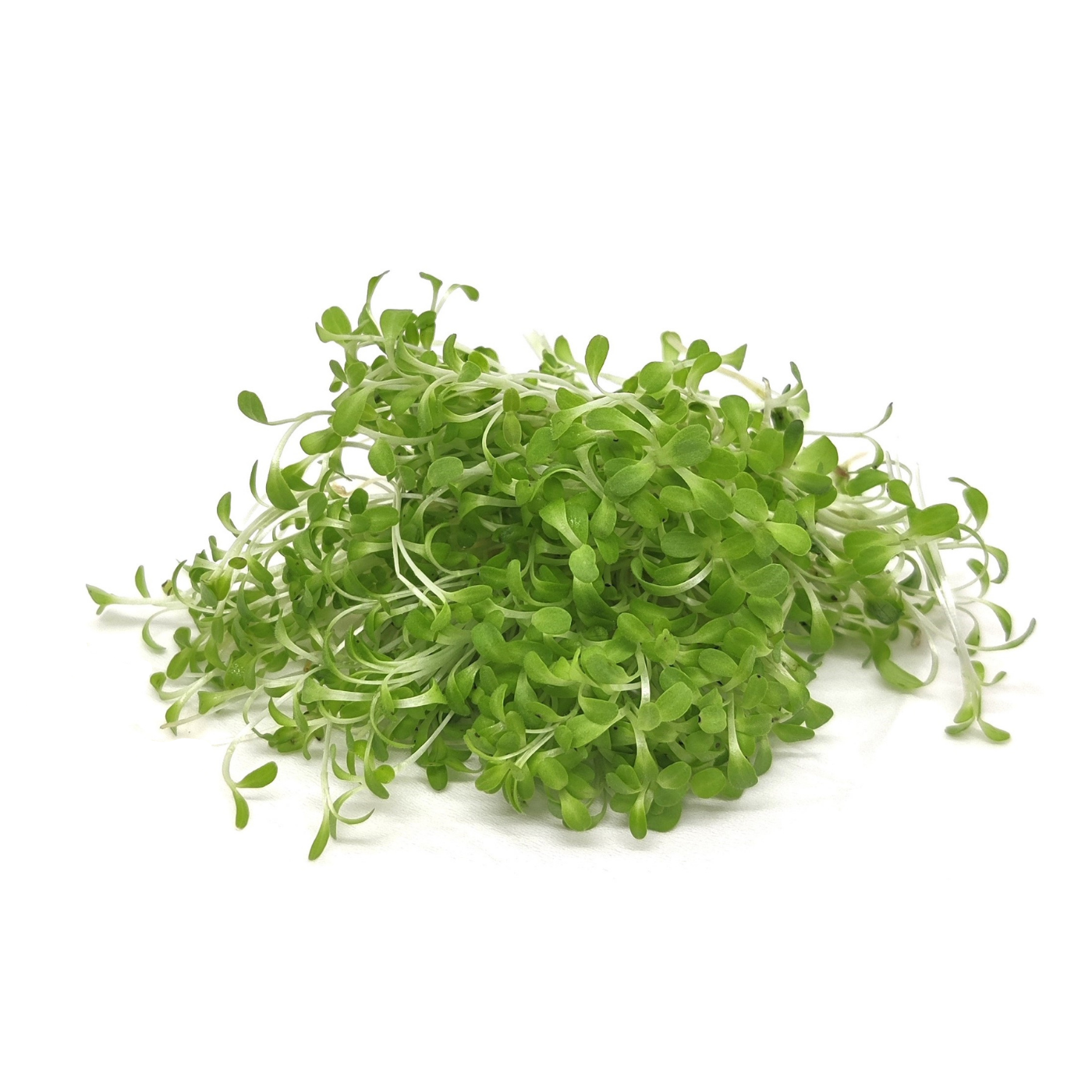 Organic seed for microgreens