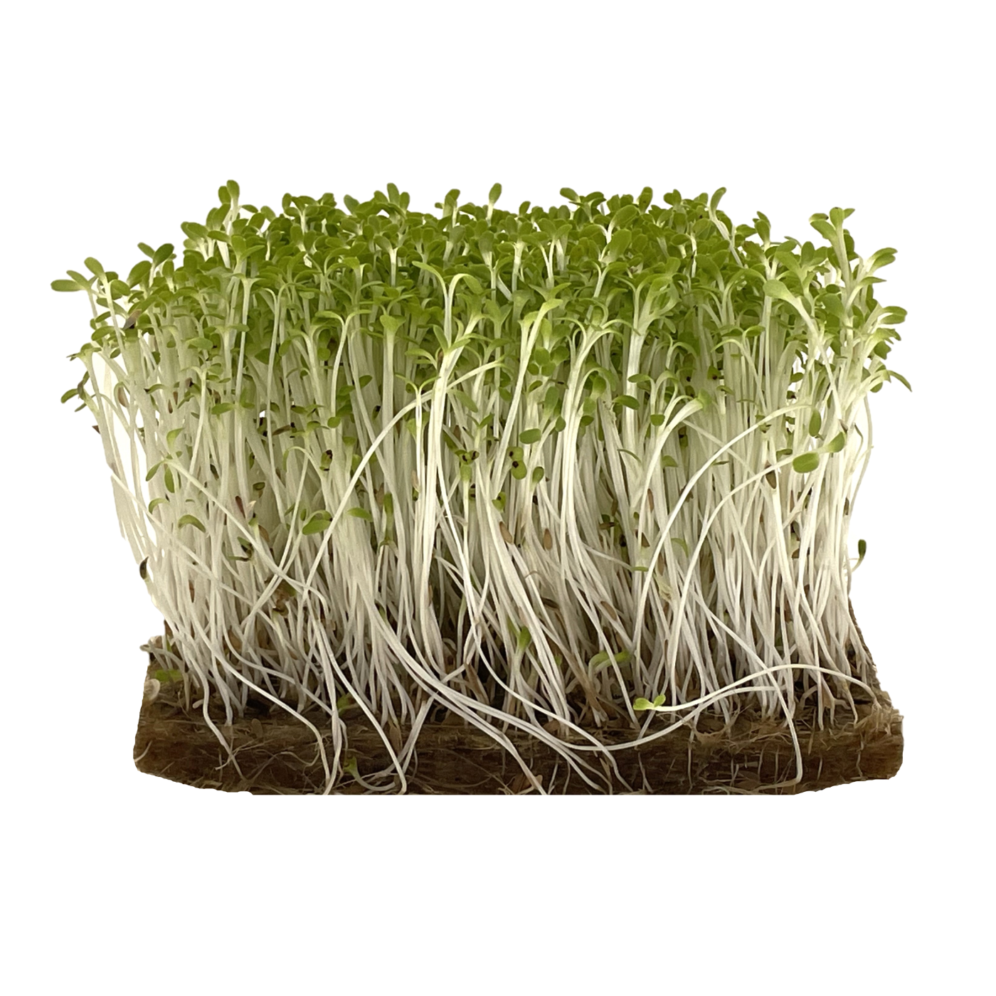 Organic Lettuce for microgreens