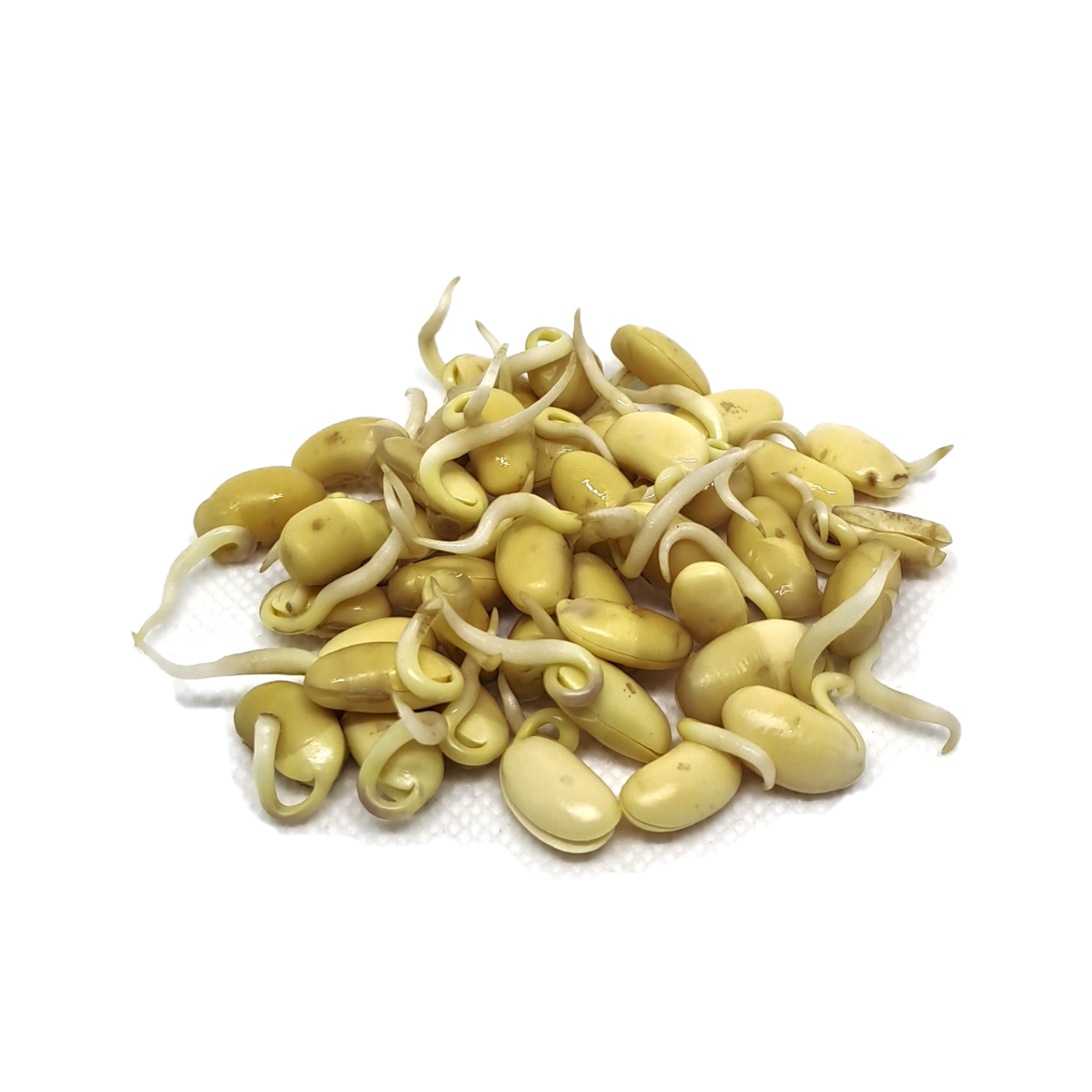 Organic seed for sprouts Soya