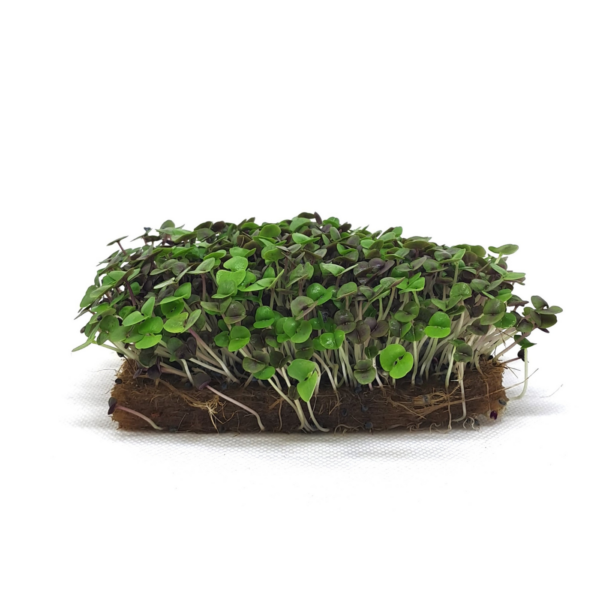 Organic seed for microgreens Basil Red