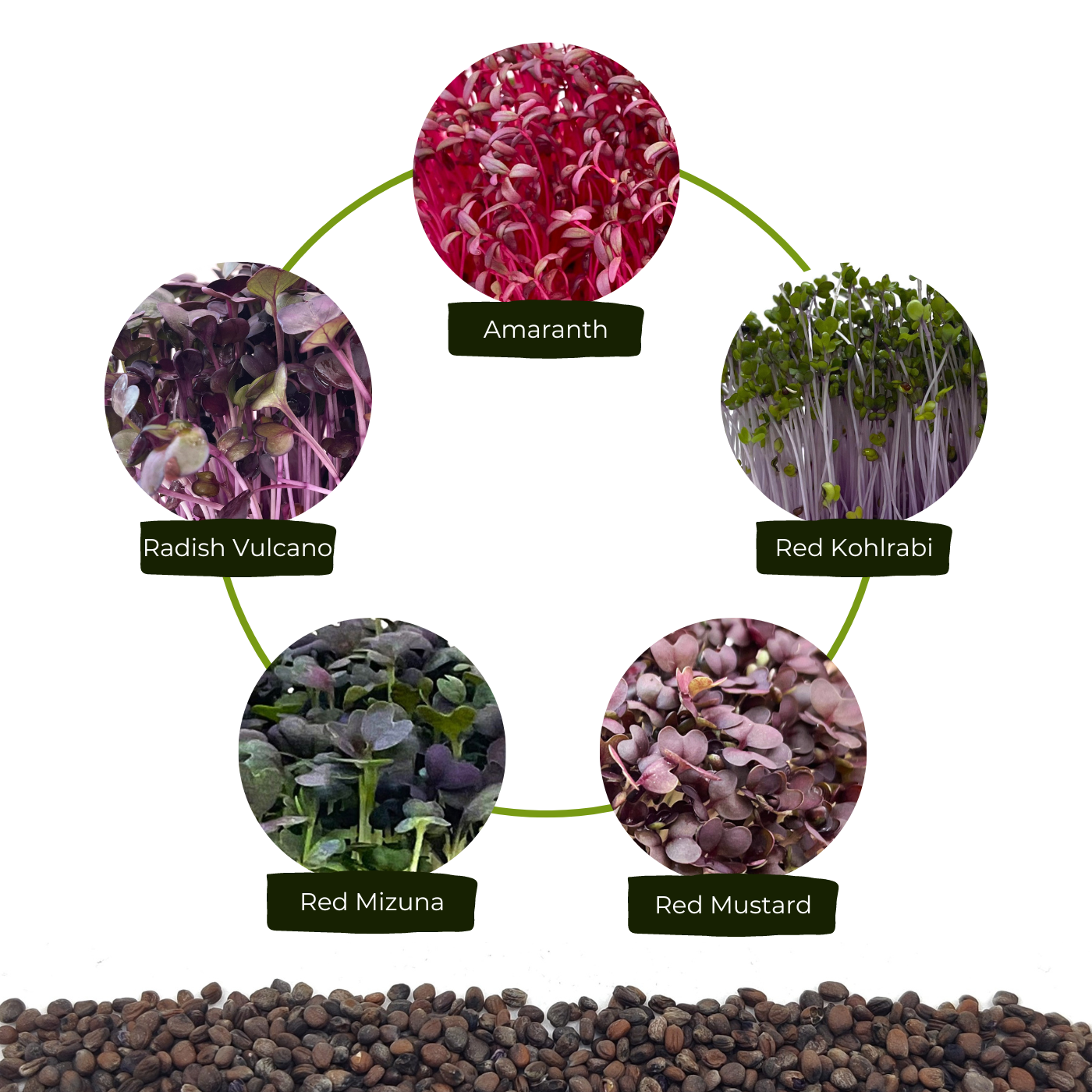 Organic amaranth seeds for microgreens