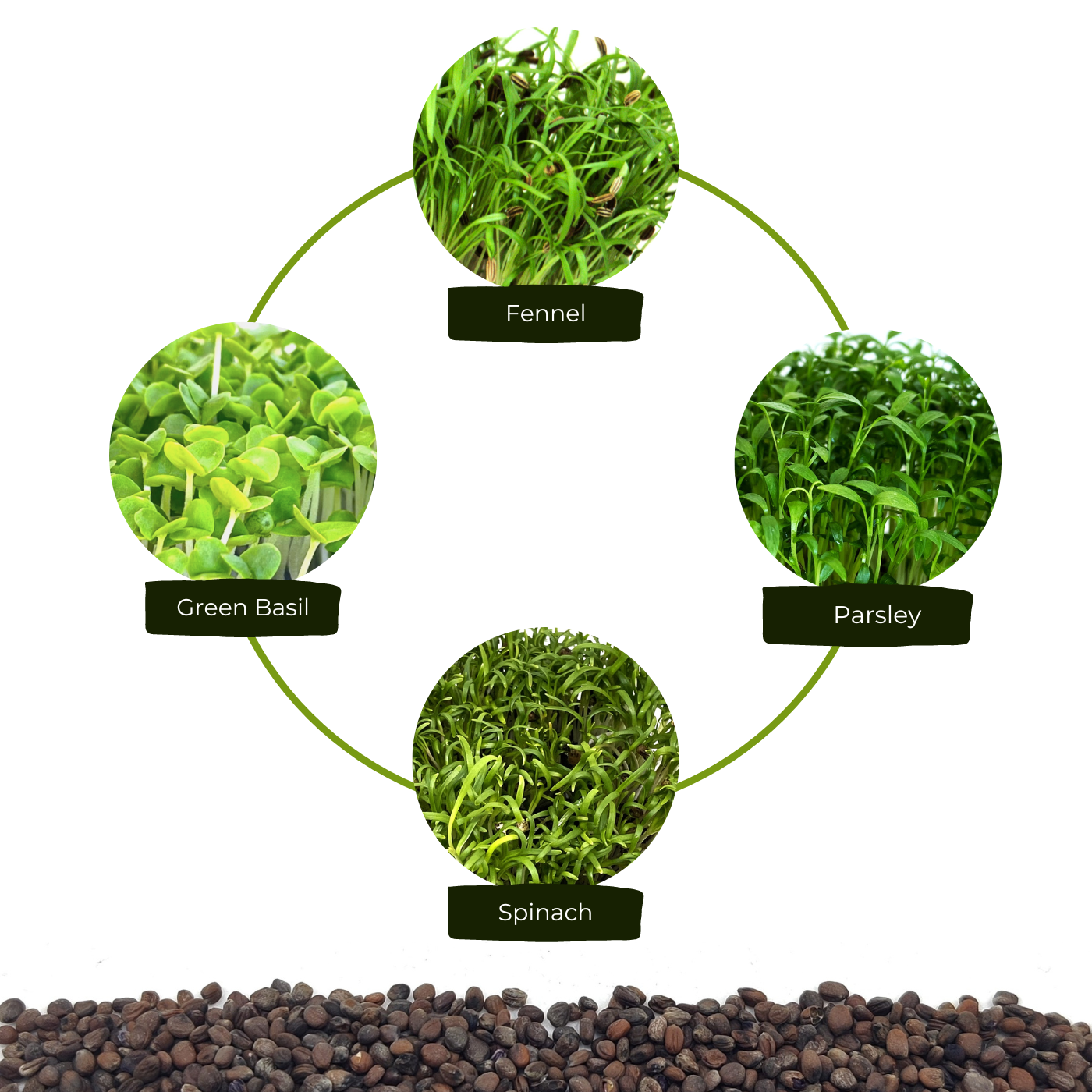 Organic seeds for microgreens