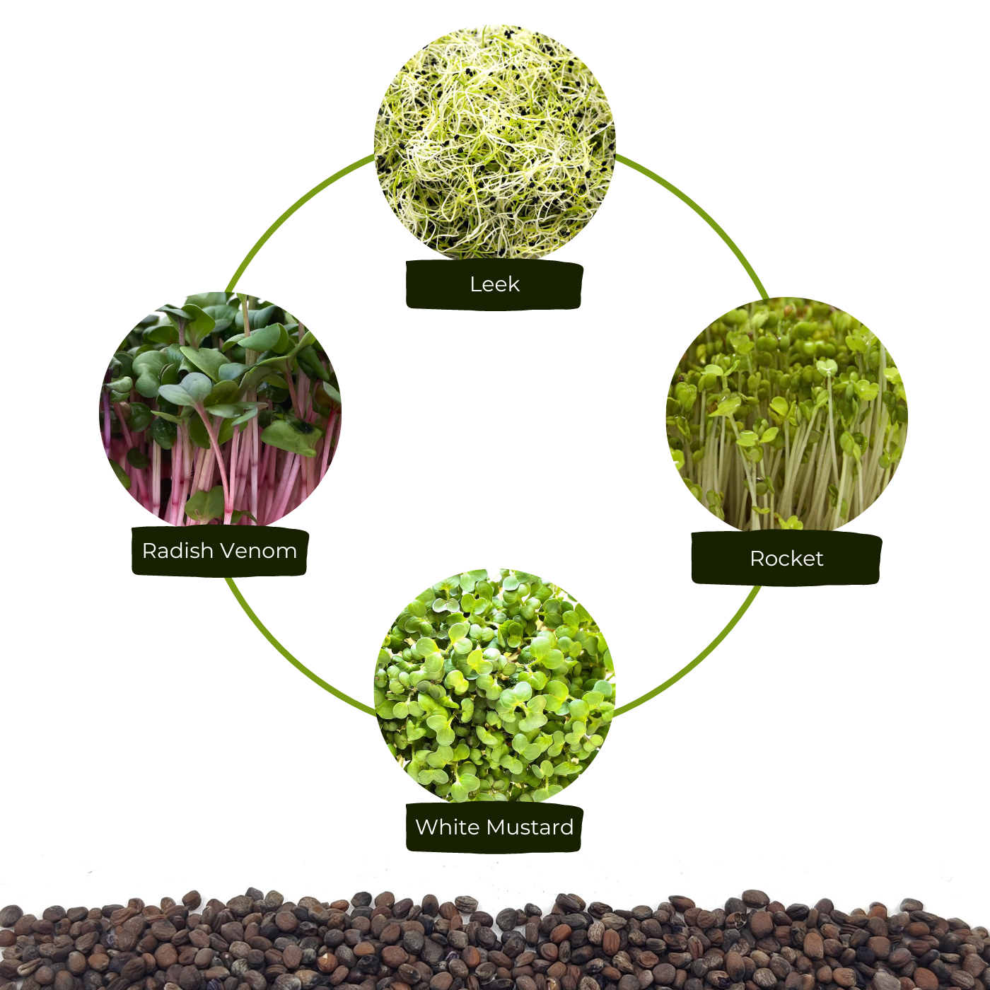 Organic seed for microgreens