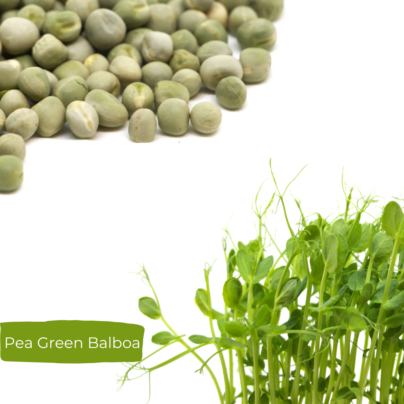 Organic Pea for microgreens