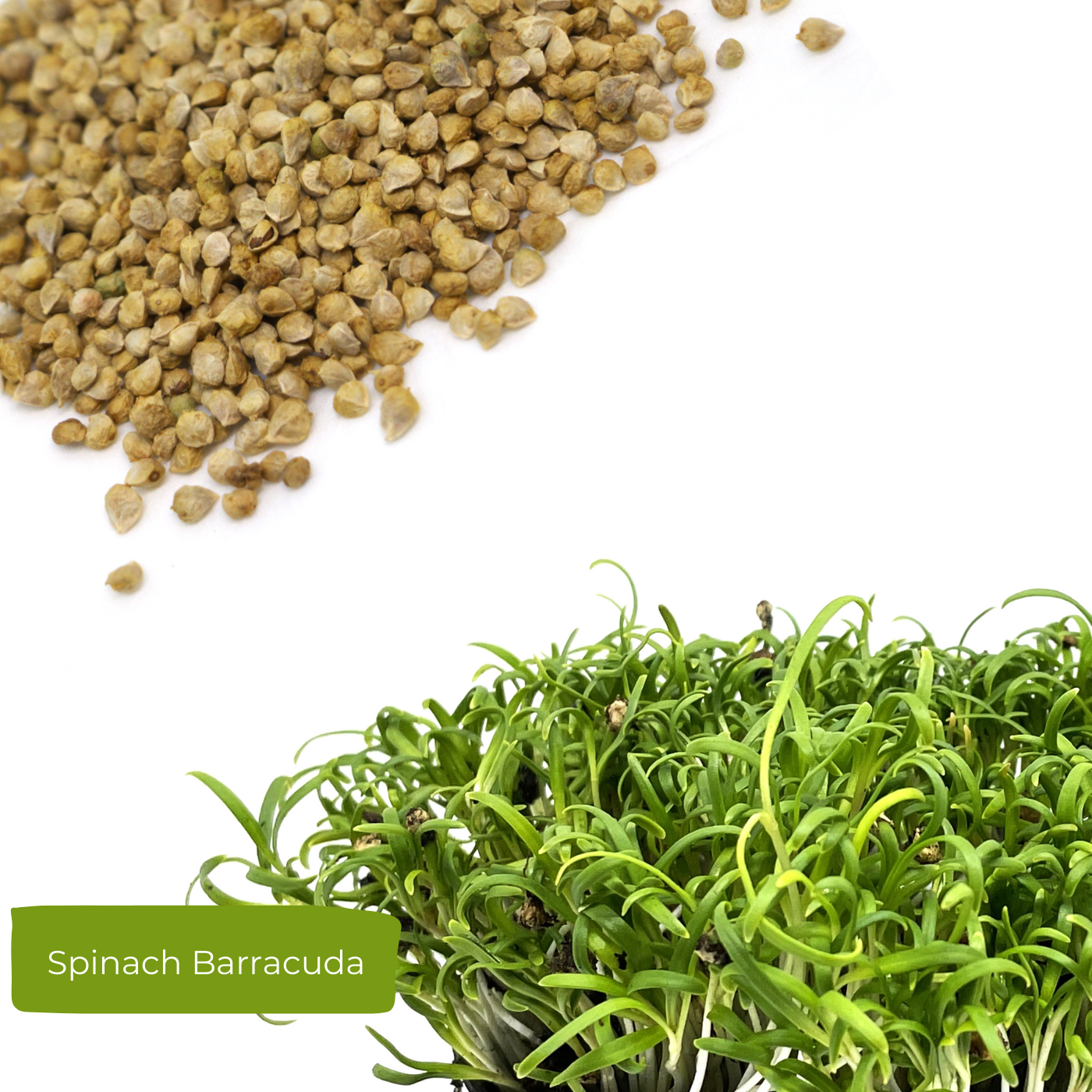 Spinach microgreen