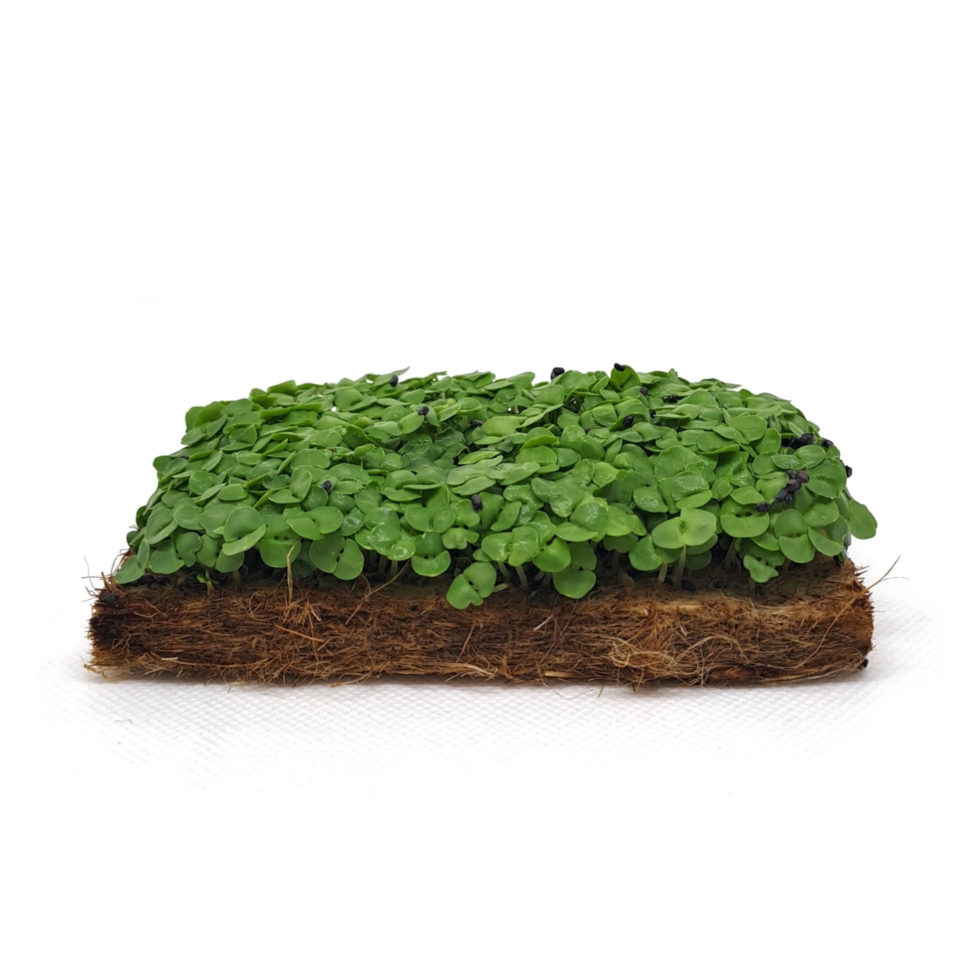 Organic seed for Basil mix microgreens