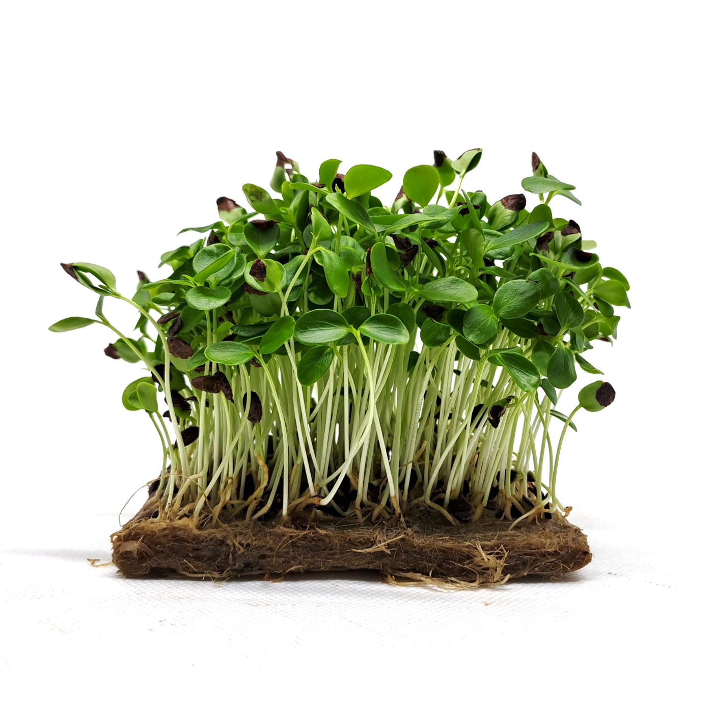 Organic Toona microgreens