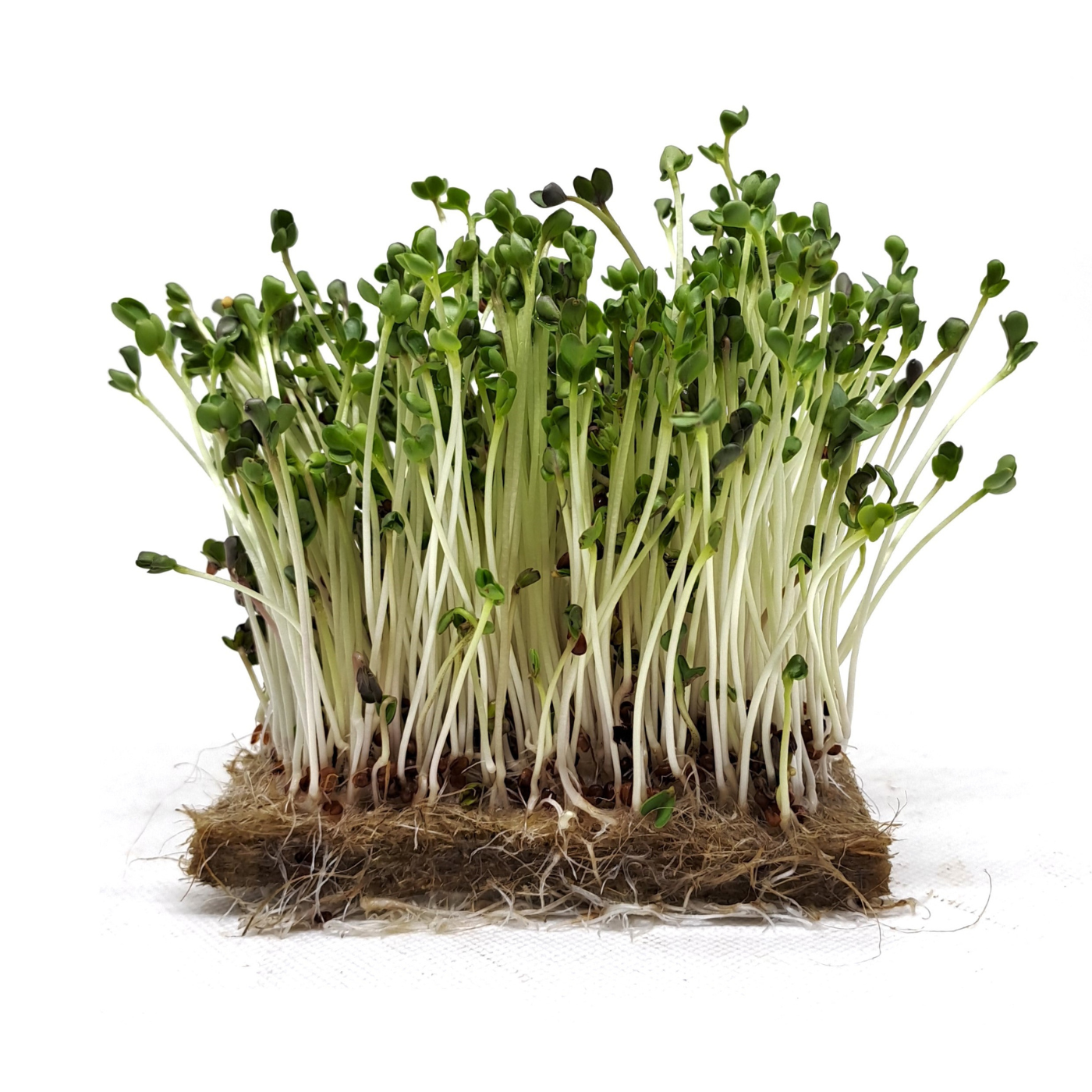 Organic black radish microgreens