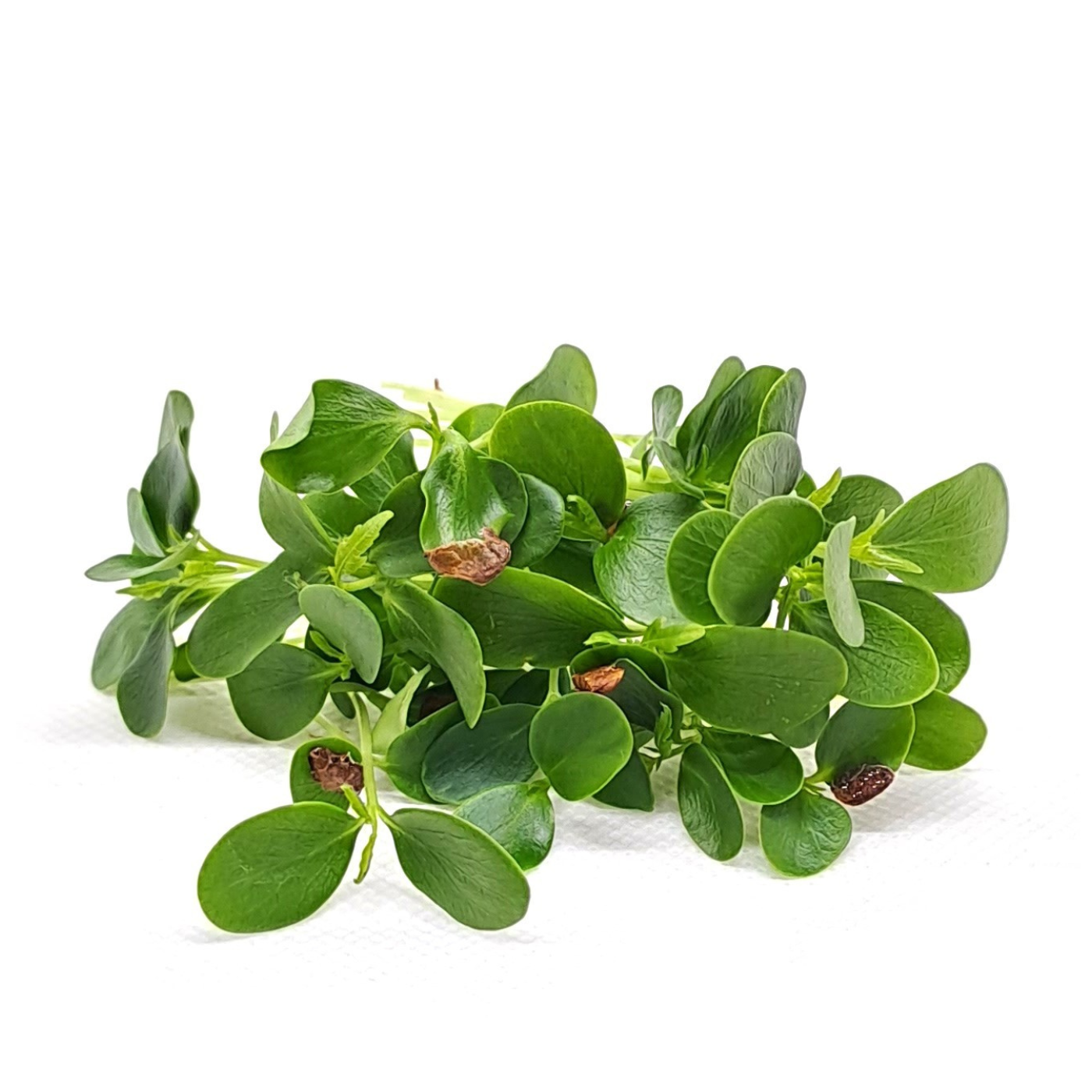 Organic Toona microgreens