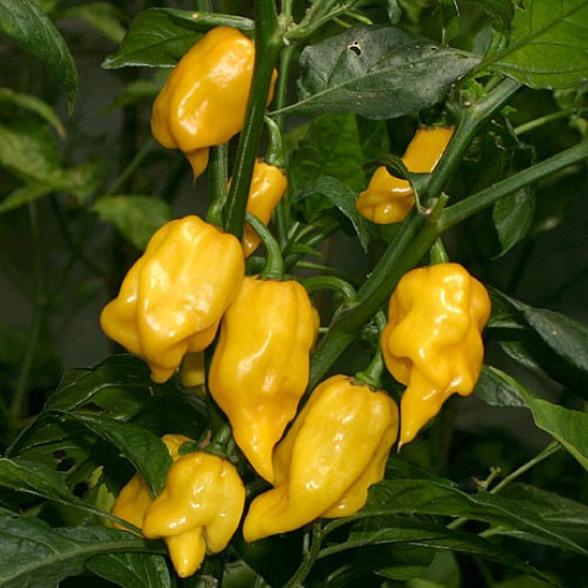 Organic Habanero Lemon pepper