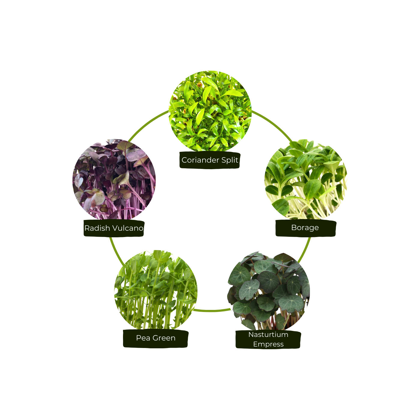 Organic microgreens kit