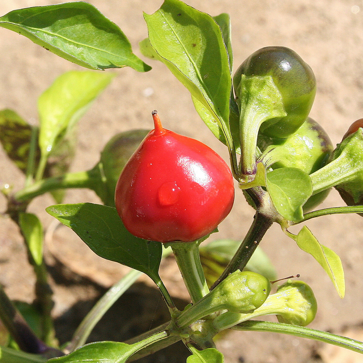 Organic Nasu chili pepper