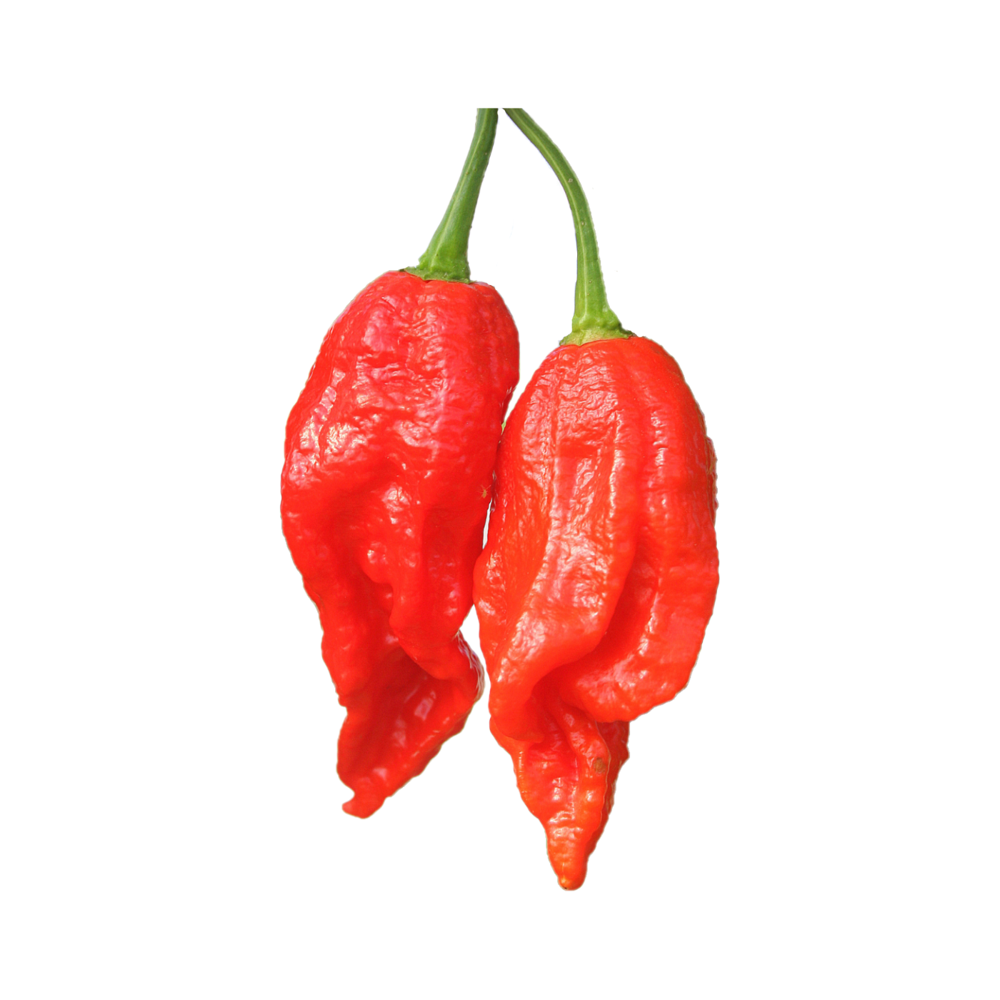 hot chilly pepper organic