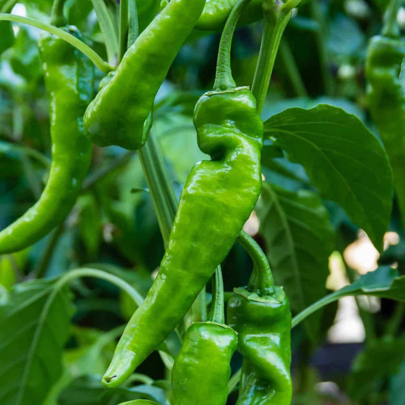 Organic Anaheim pepper