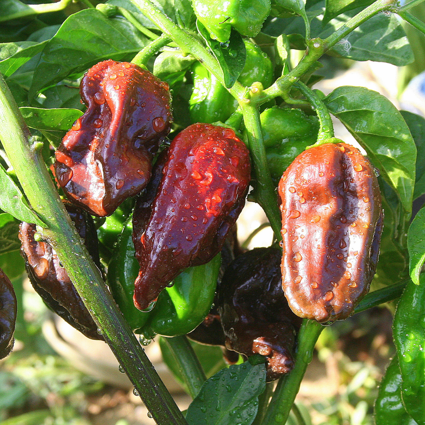 Organic Habanero Chocolate pepper