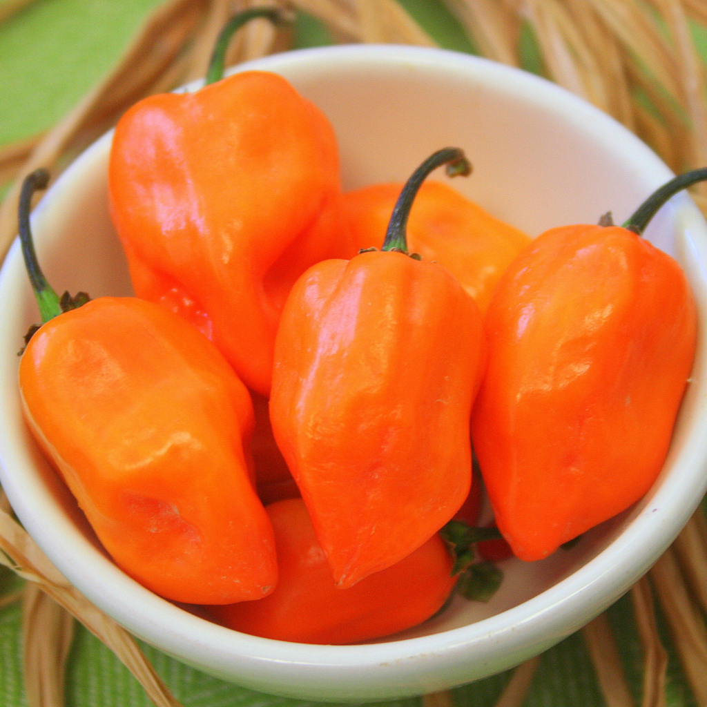 Habanero Orange Hot Pepper Golinucci Organic Srl