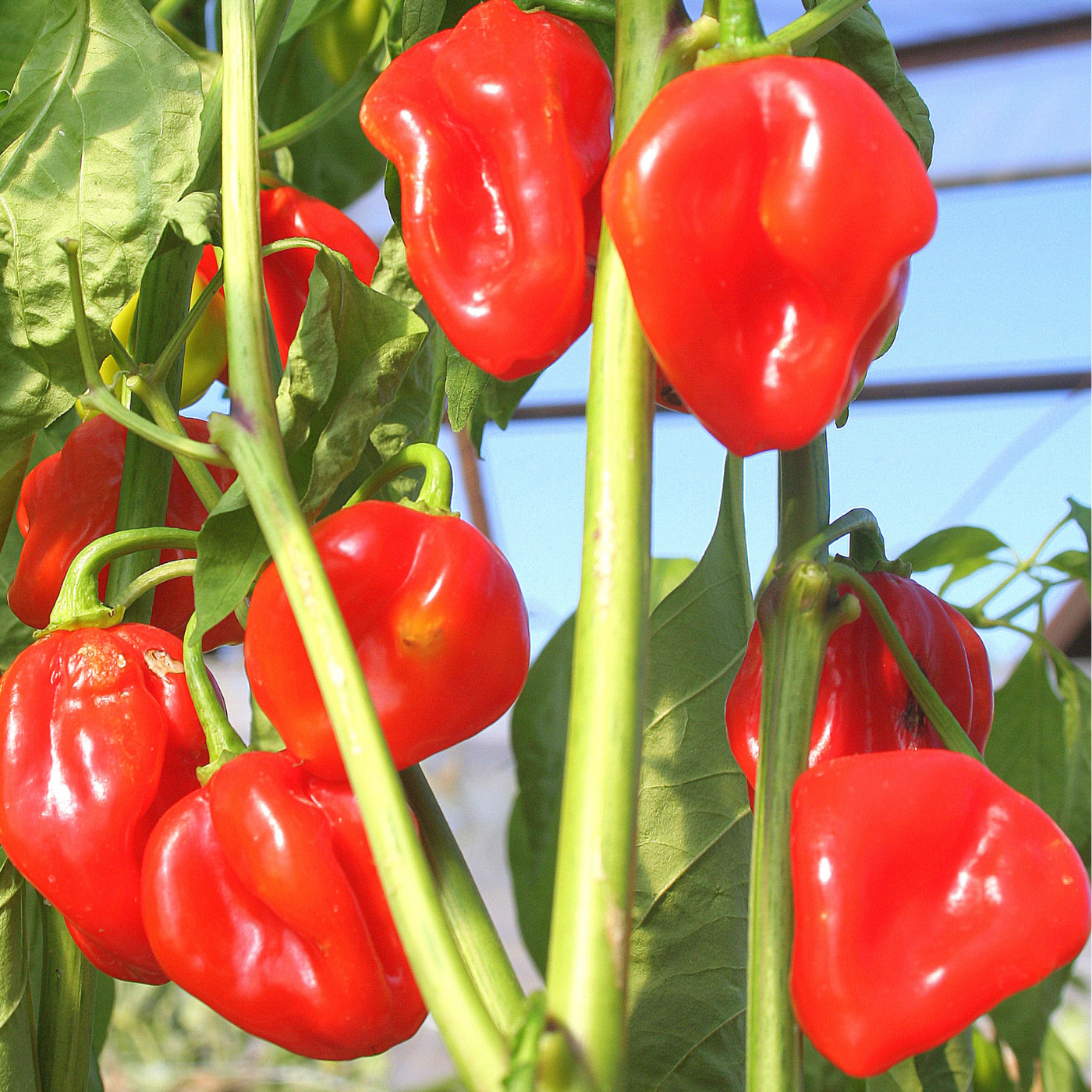 Organic Habanero Red pepper