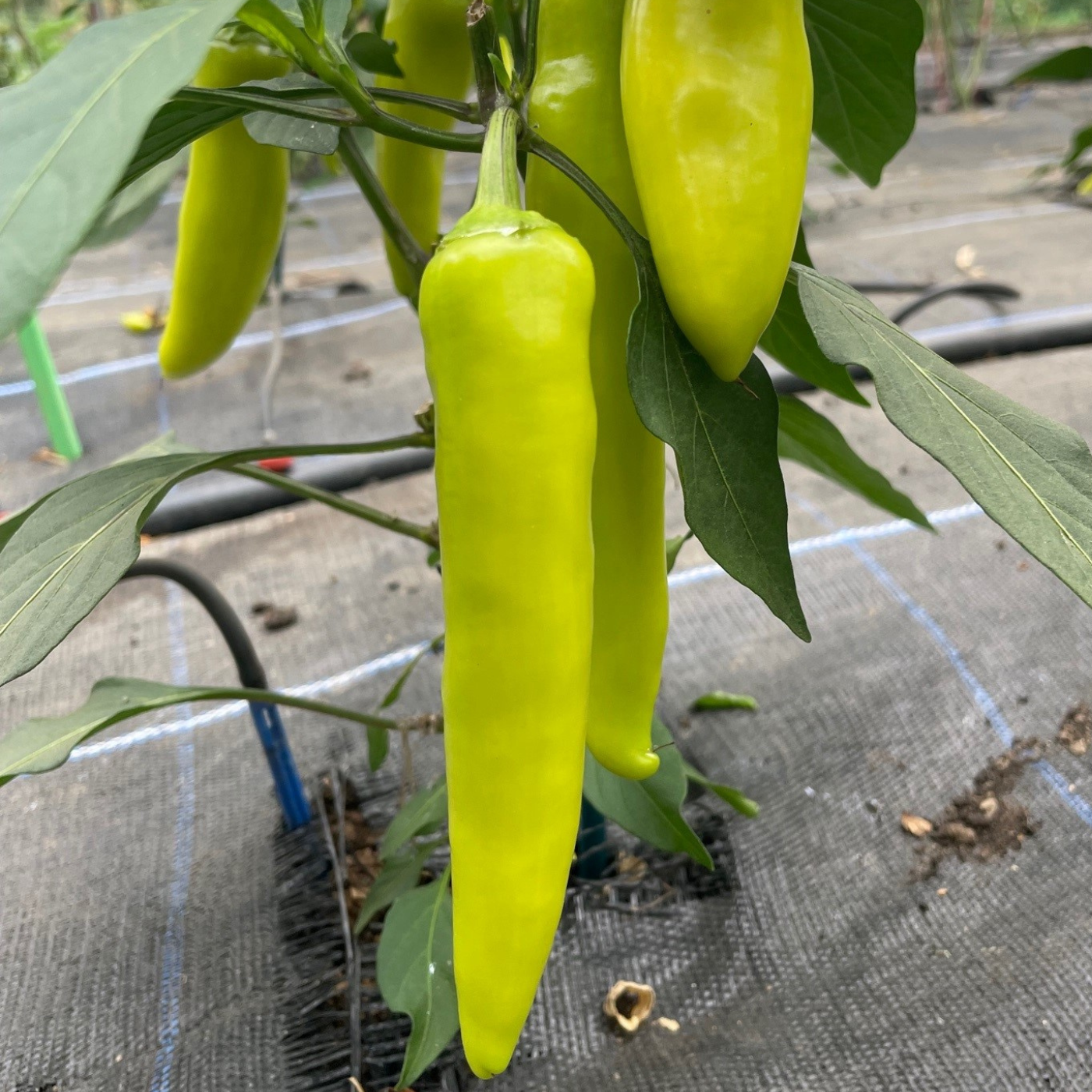 Organic Hungarian Hot Wax pepper