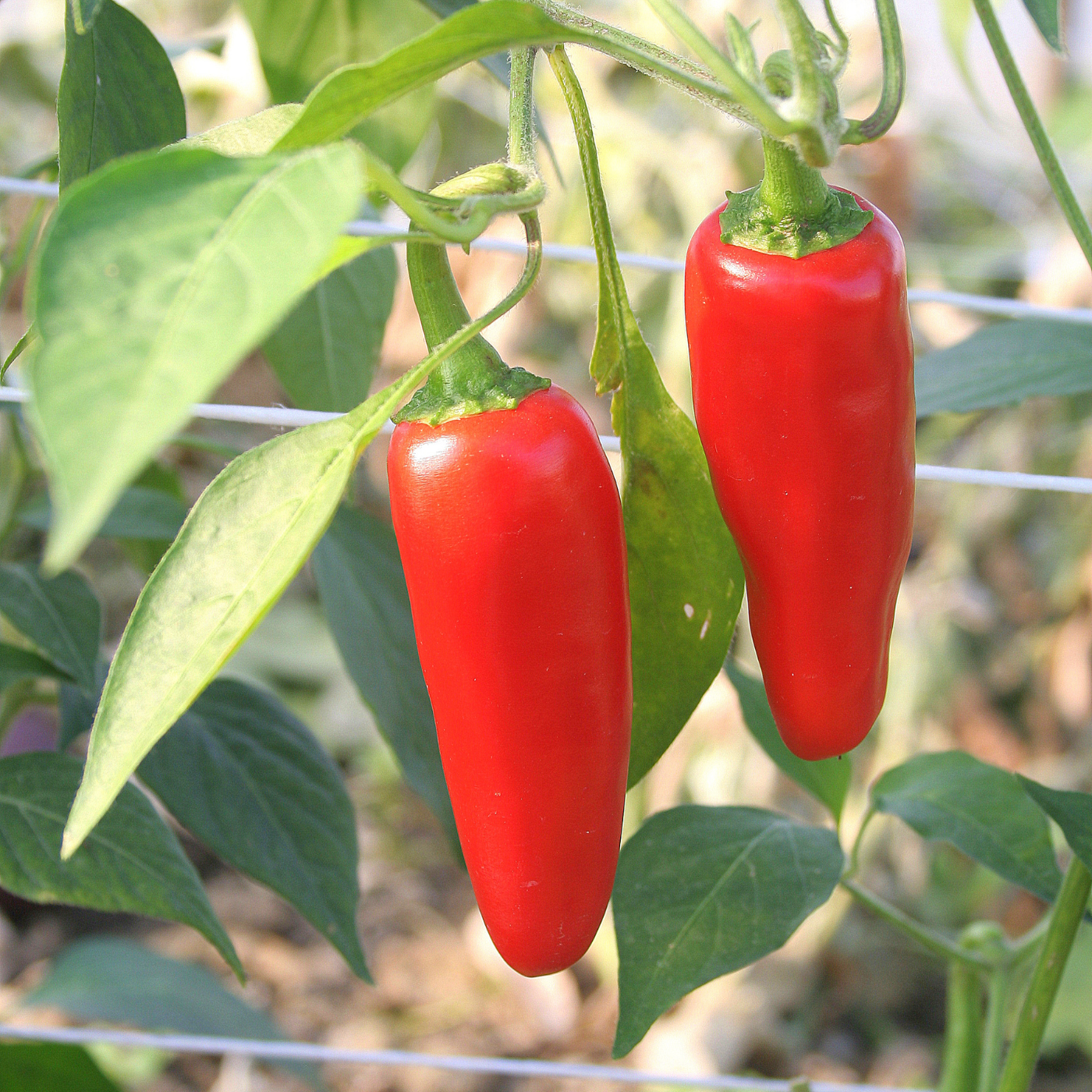 Organic Jalapeno pepper