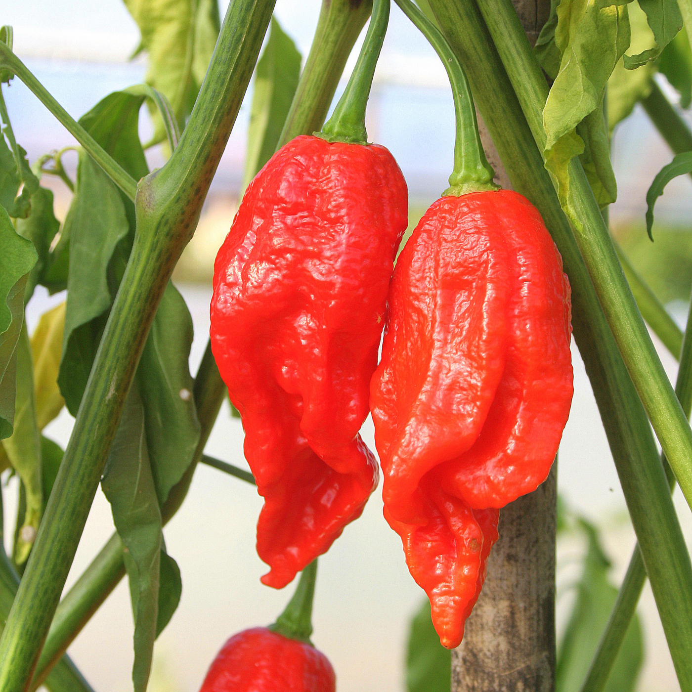 Organic Naga Morich pepper
