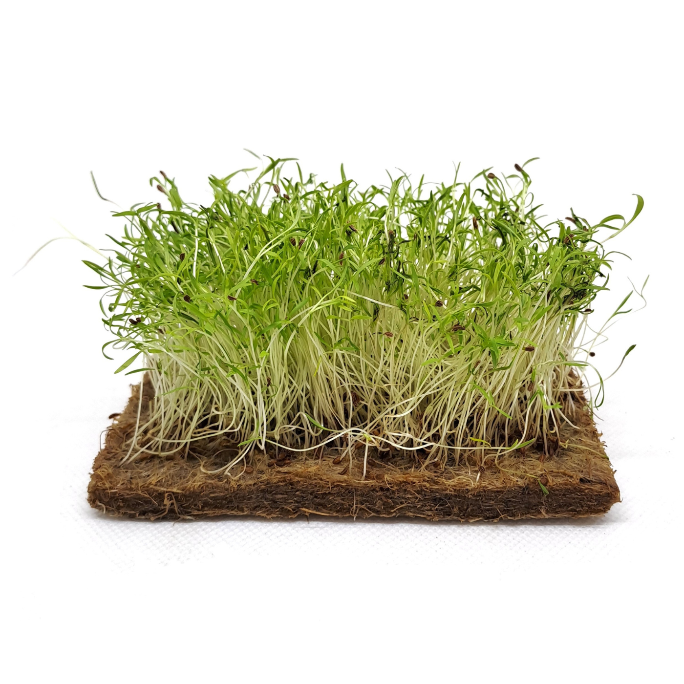 Yellow Carrot organic microgreens