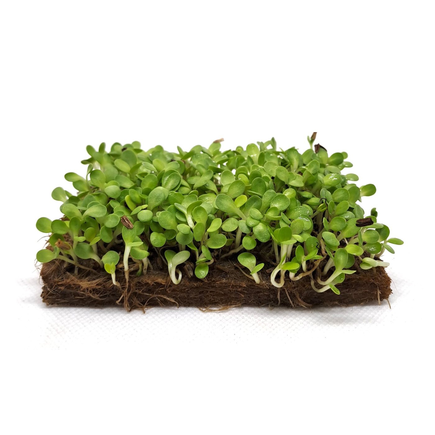 Organic Echinacea microgreens