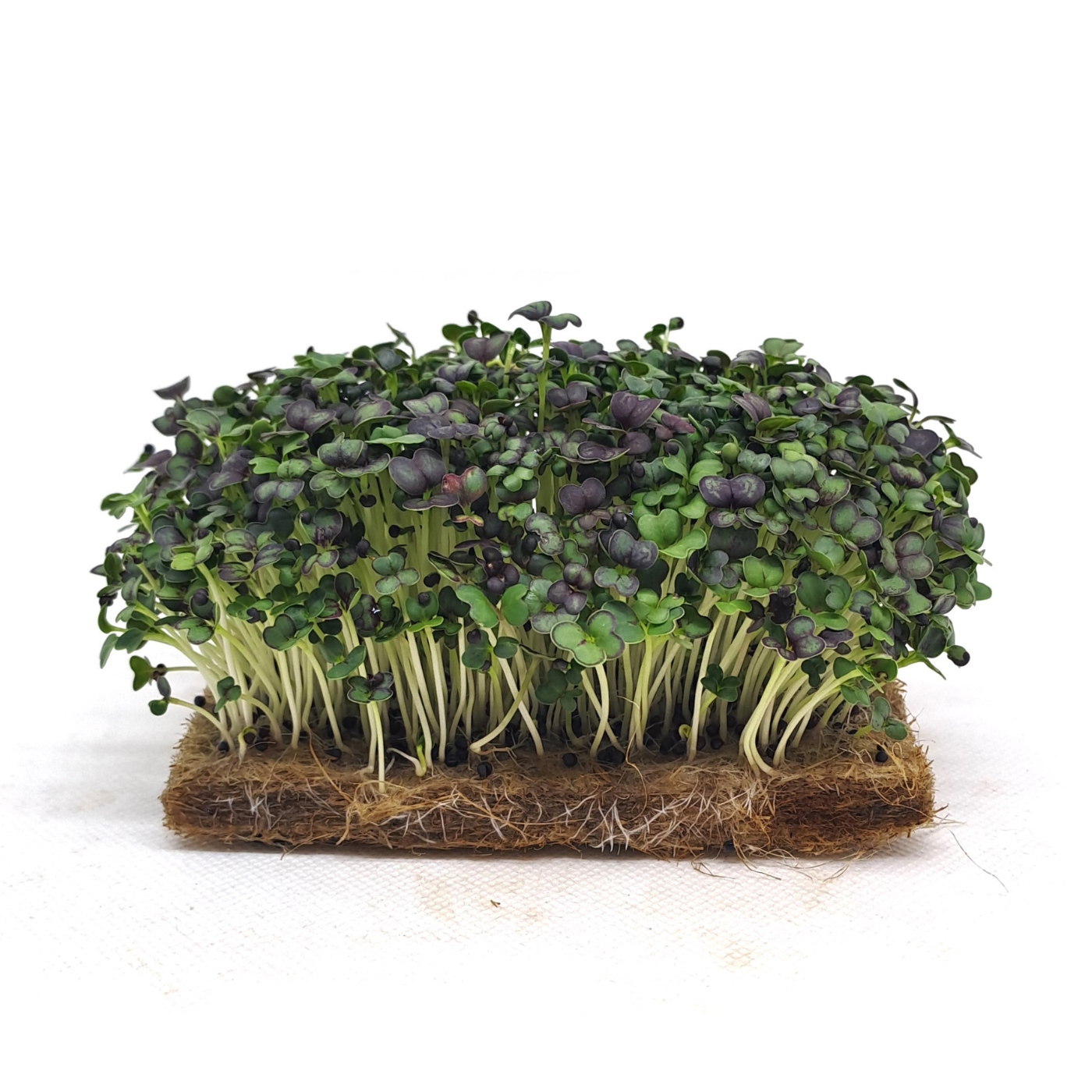 Red pak choi organic microgreens