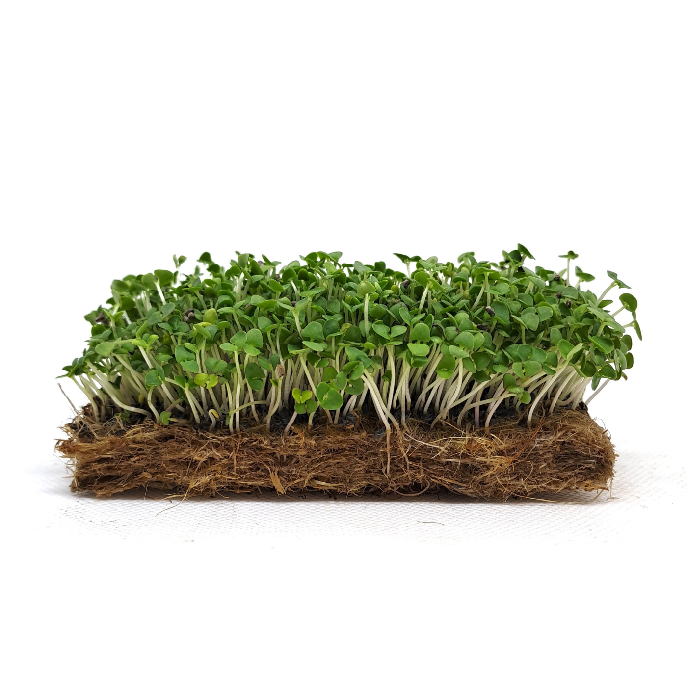 Organic basil greek microgreens