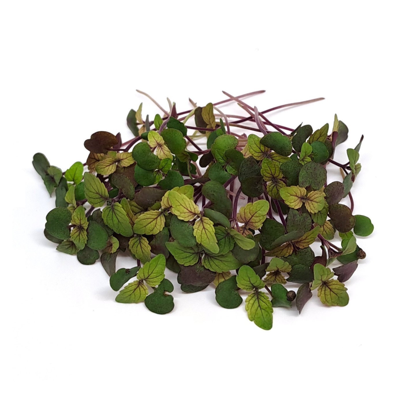 Organic Perilla Bicolor microgreens