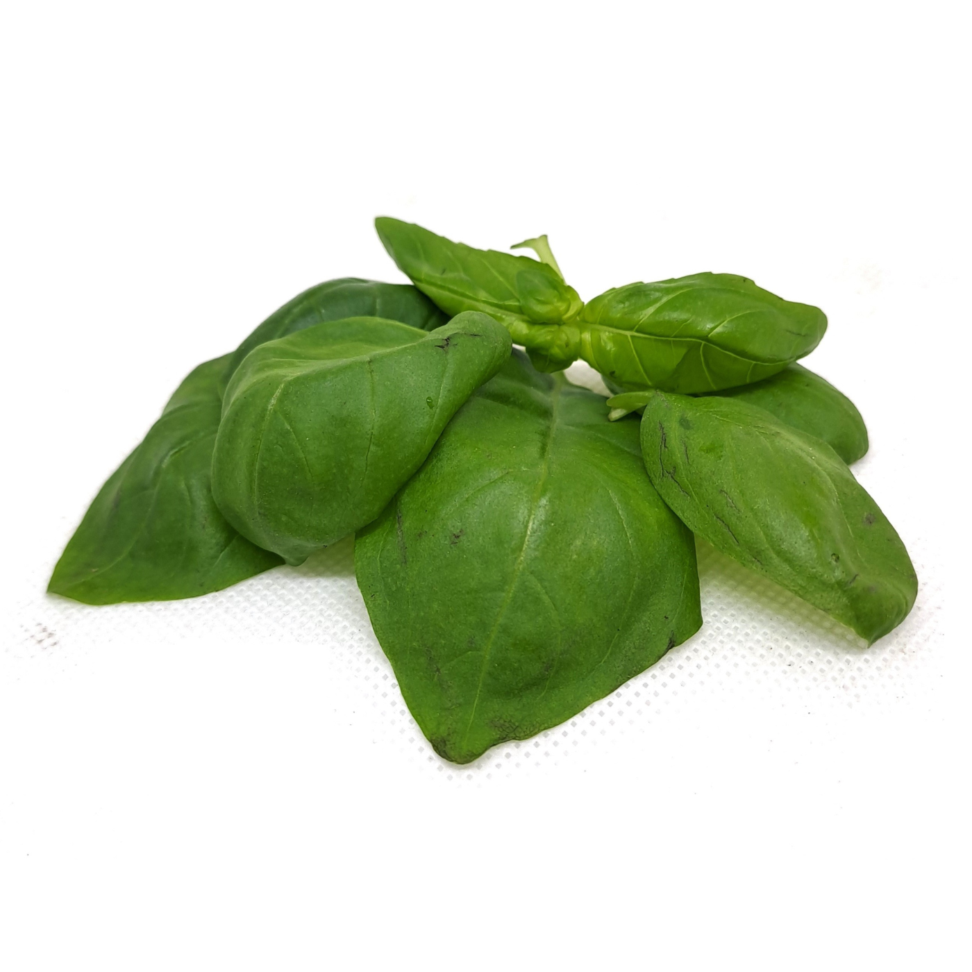 Organic Basil Genovese