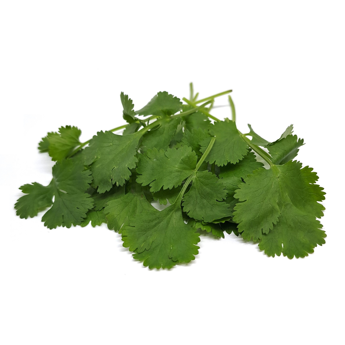 Organic Coriander