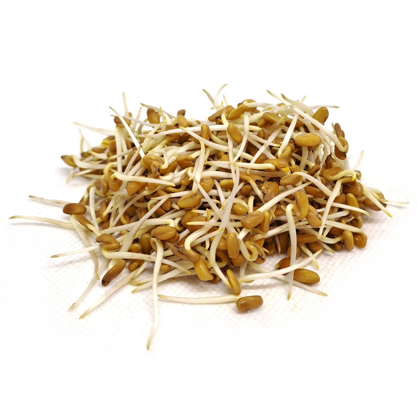 Organic fenugreek sprouts