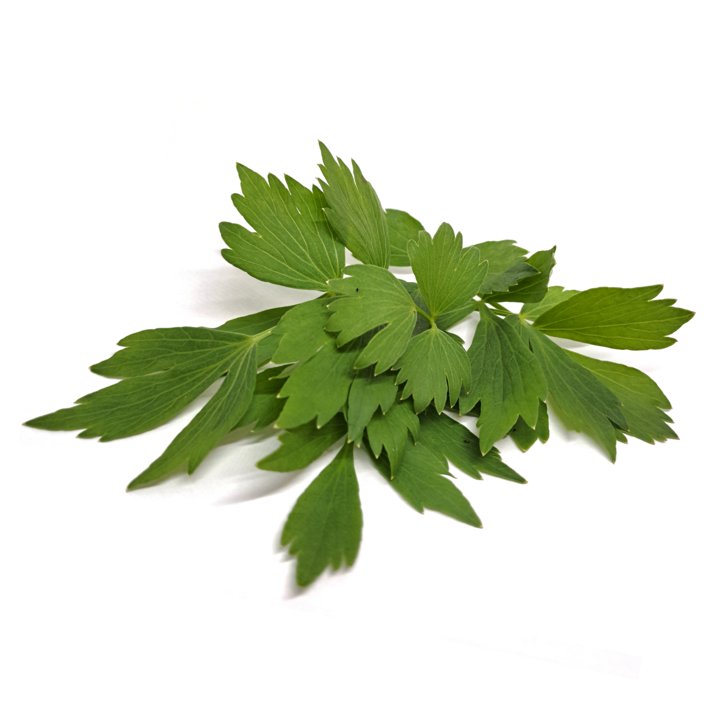 Organic herbs Lovage