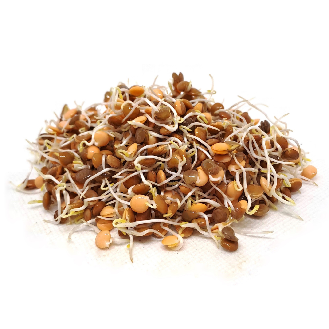 Organic Lentils sprouts
