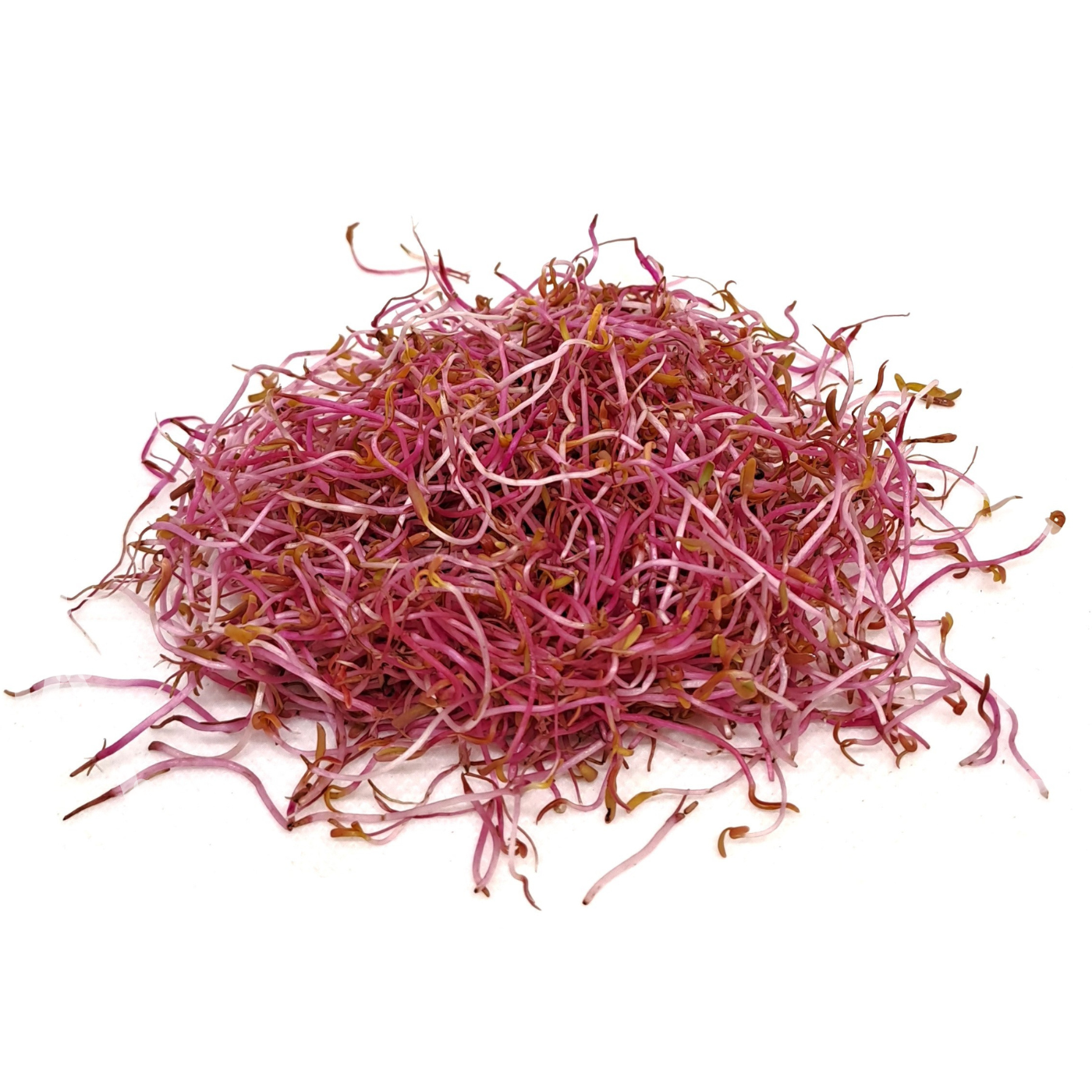 Organic pink beet sprouts