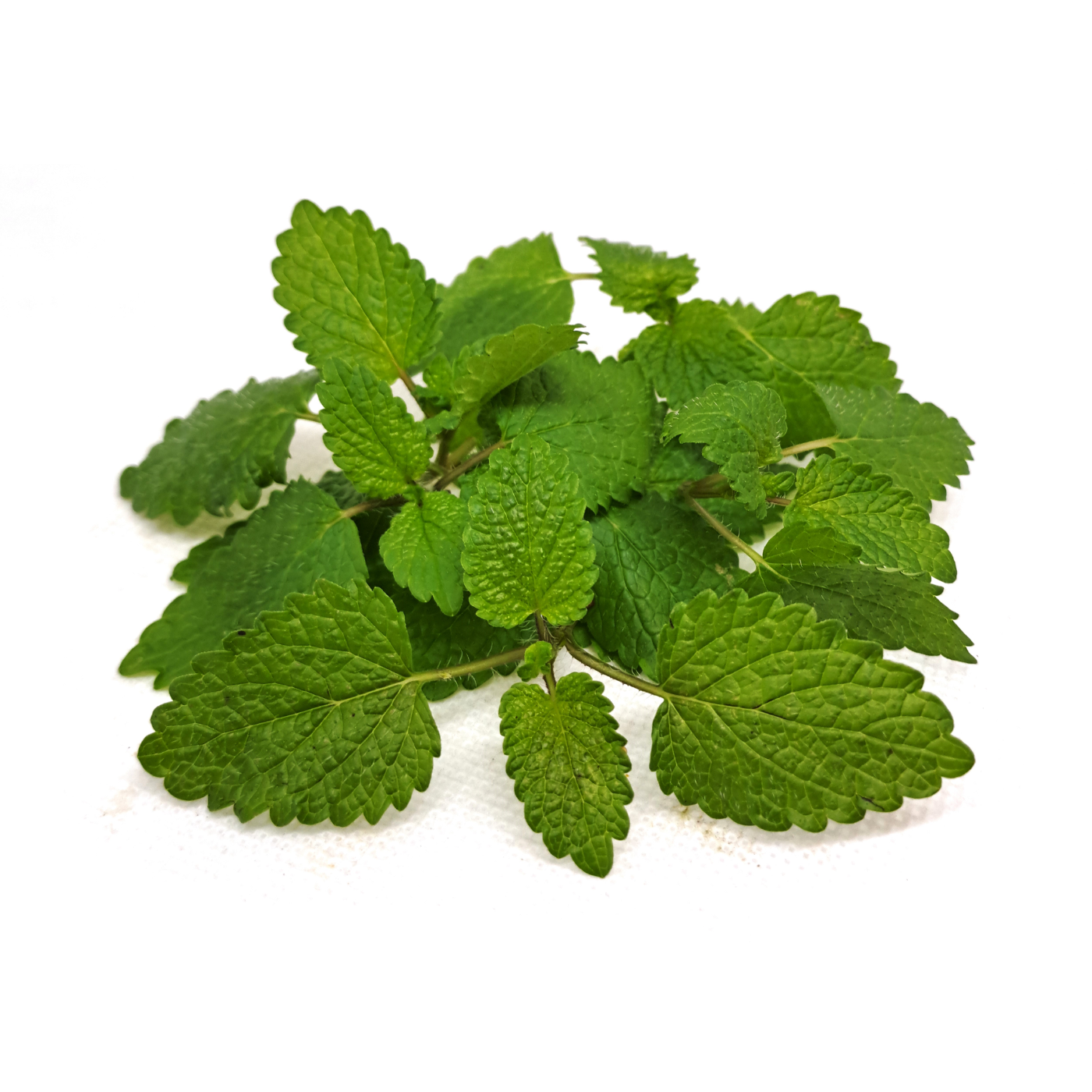 Organic lemon balm