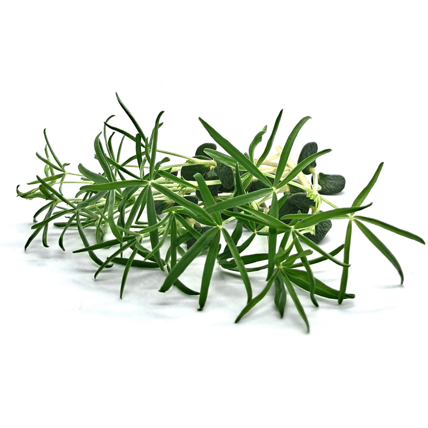 Sweet Lupine microgreens