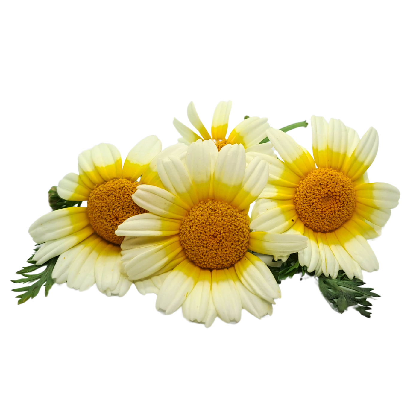 Shungiku flowers