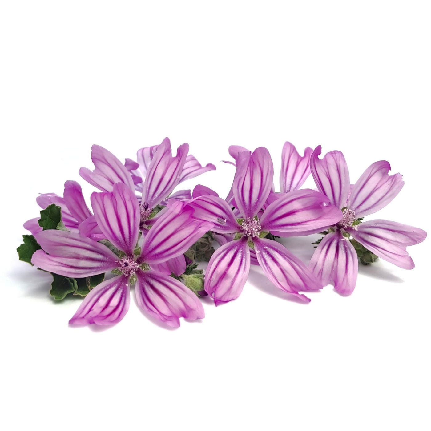 Mallow flowers