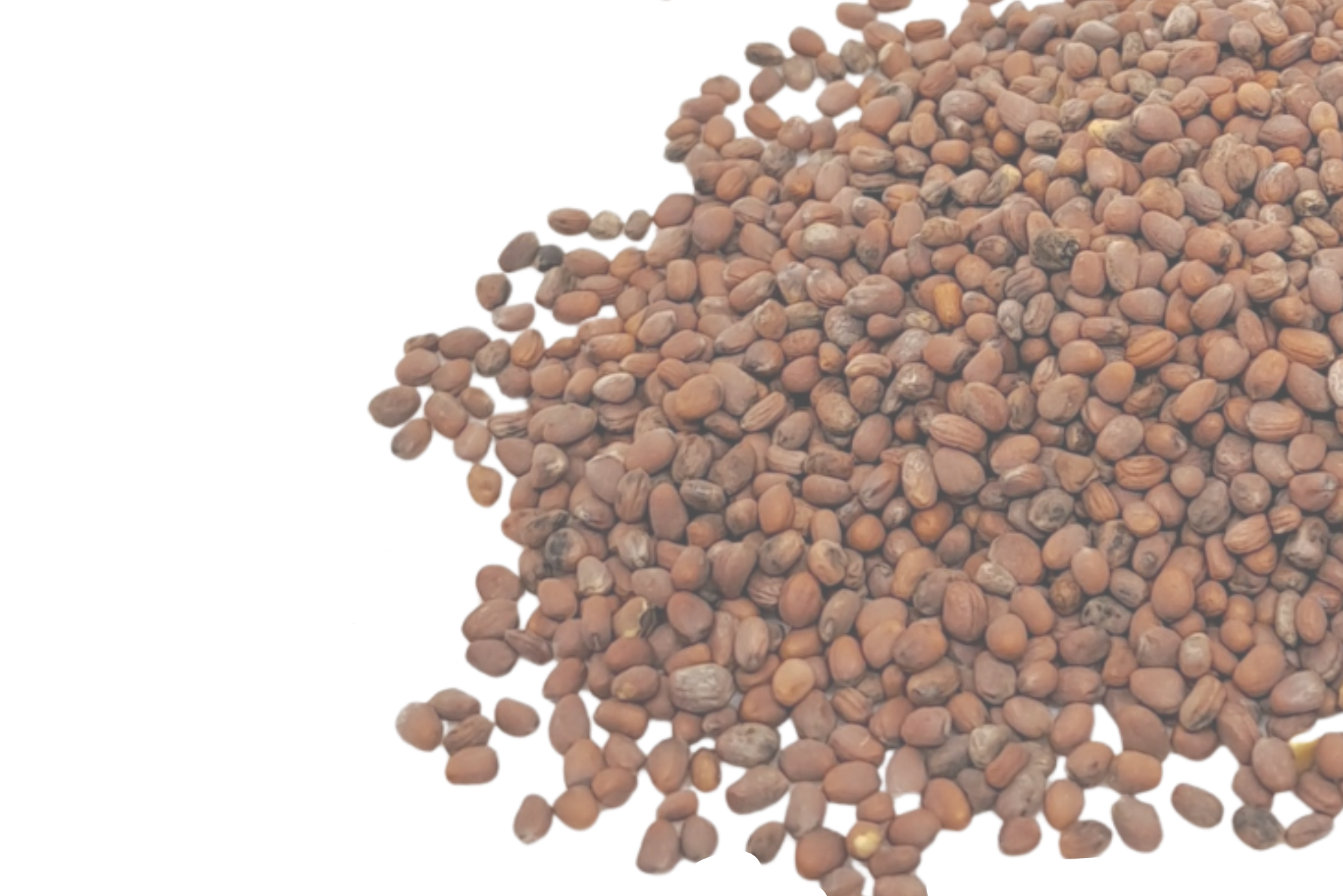 Microgreens seeds