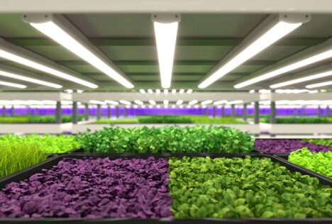 Semi biologici all’ingrosso