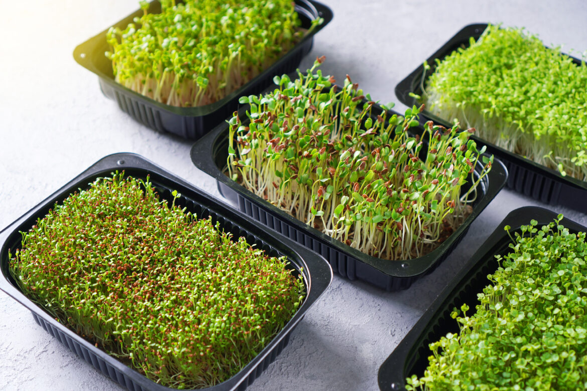 Vendita all'ingrosso di microgreens