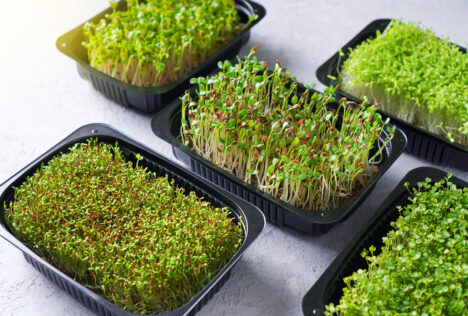 Vendita all'ingrosso di microgreens